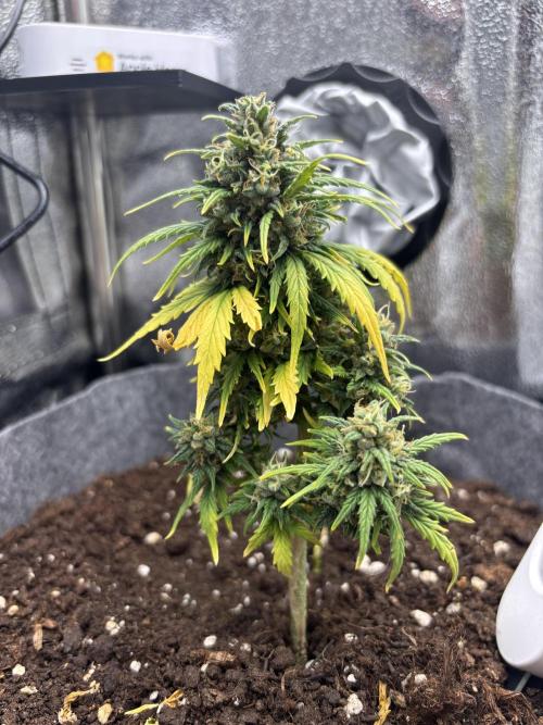 OpenGrowBox MicroGrowing. Week 10