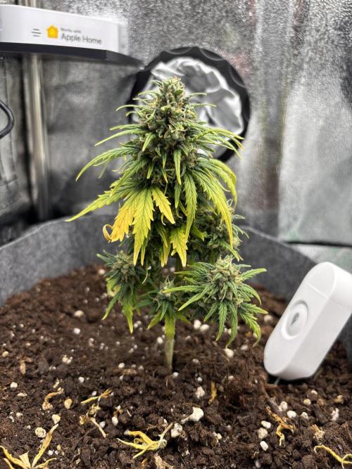 OpenGrowBox MicroGrowing. Week 10