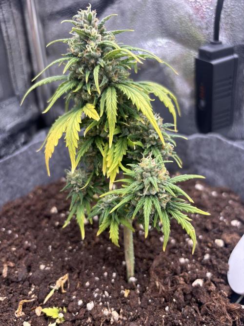 OpenGrowBox MicroGrowing. Week 10