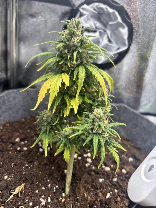 OpenGrowBox MicroGrowing. Week 10