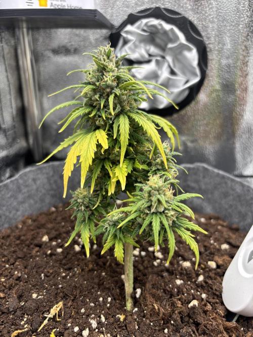 OpenGrowBox MicroGrowing. Week 10