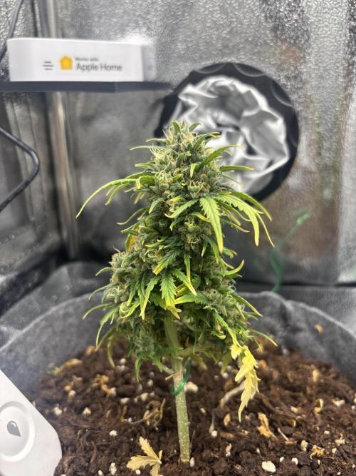 OpenGrowBox MicroGrowing. Week 10