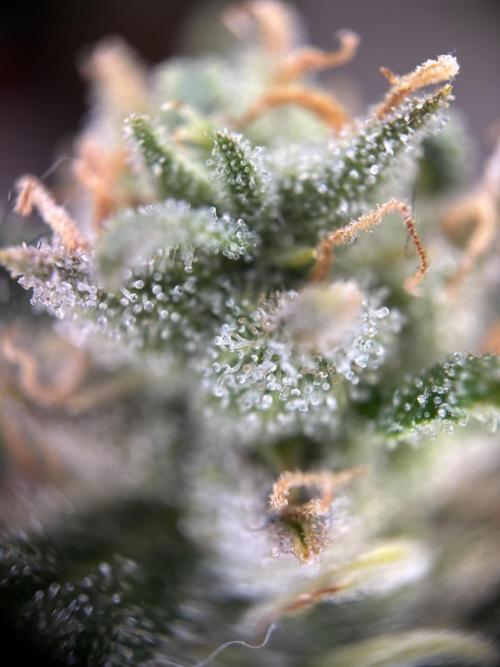 OpenGrowBox MicroGrowing. Week 10