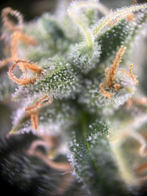 OpenGrowBox MicroGrowing. Week 10