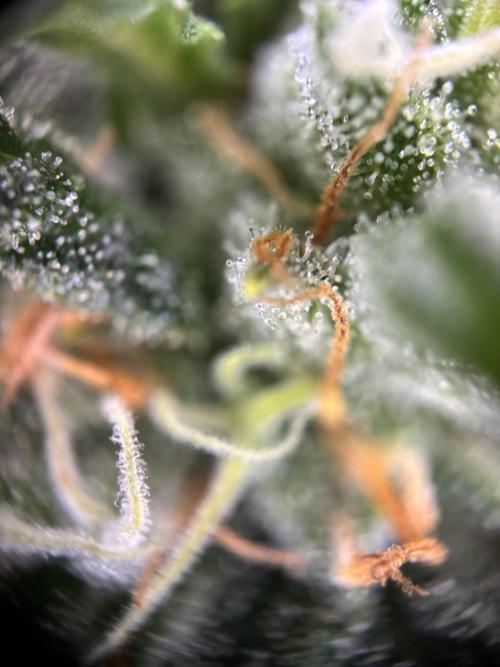 OpenGrowBox MicroGrowing. Week 10