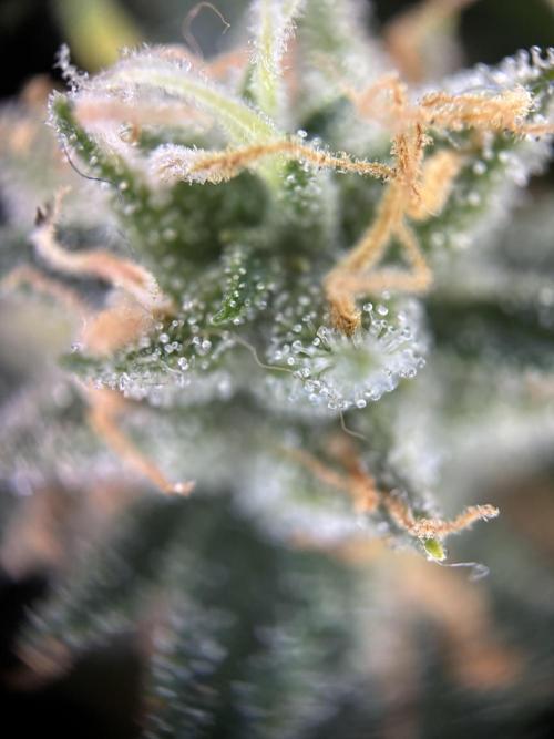 OpenGrowBox MicroGrowing. Week 10