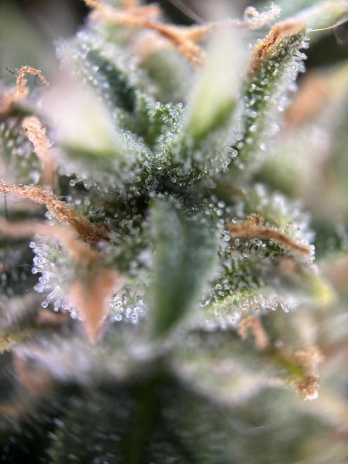 OpenGrowBox MicroGrowing. Week 10