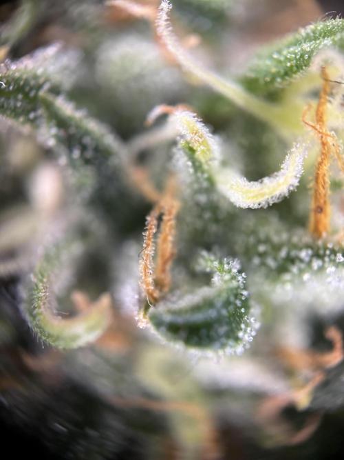 OpenGrowBox MicroGrowing. Week 10