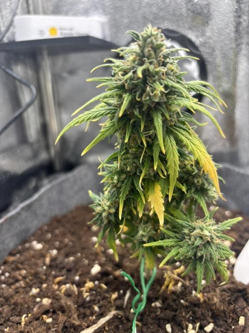 OpenGrowBox MicroGrowing. Week 11