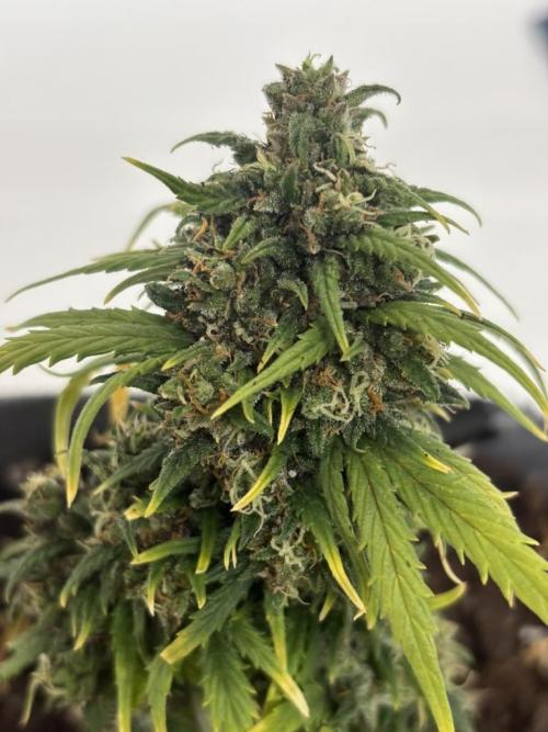 OpenGrowBox MicroGrowing. Week 11