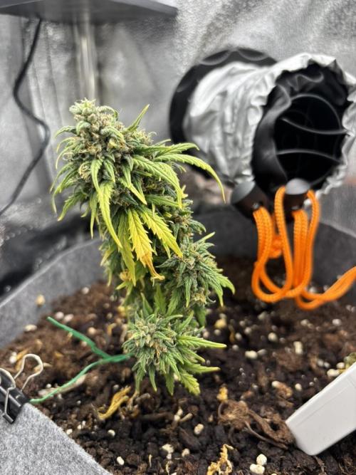 OpenGrowBox MicroGrowing. Week 11