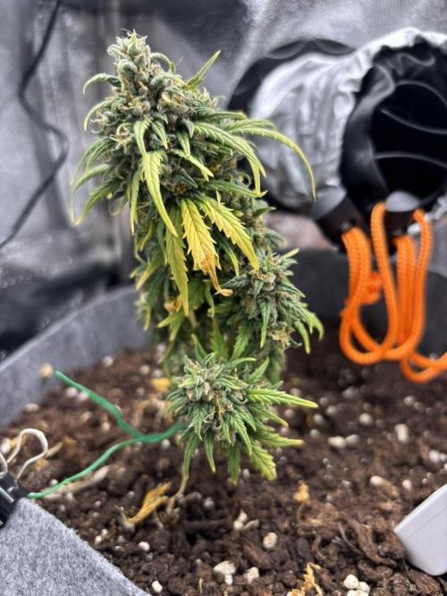 OpenGrowBox MicroGrowing. Week 11