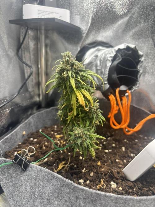 OpenGrowBox MicroGrowing. Week 11