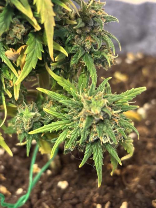 OpenGrowBox MicroGrowing. Week 11