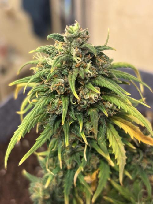 OpenGrowBox MicroGrowing. Week 11