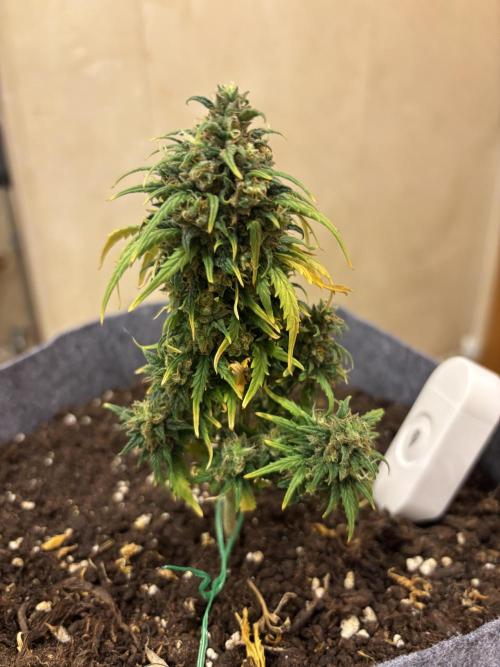 OpenGrowBox MicroGrowing. Week 11