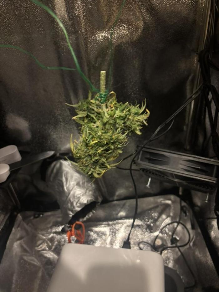 OpenGrowBox MicroGrowing. Week 12