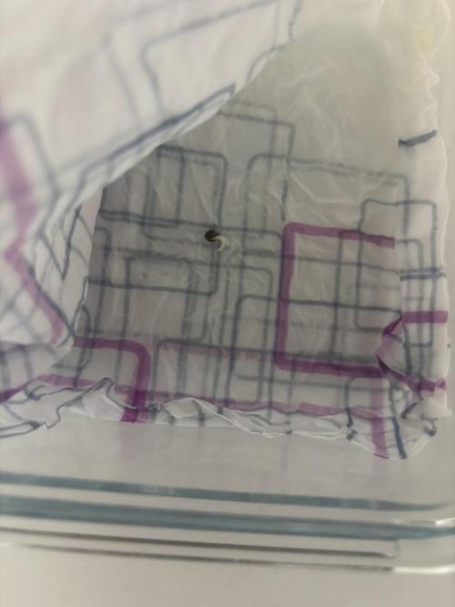 The second grow, winter is coming. Week 0