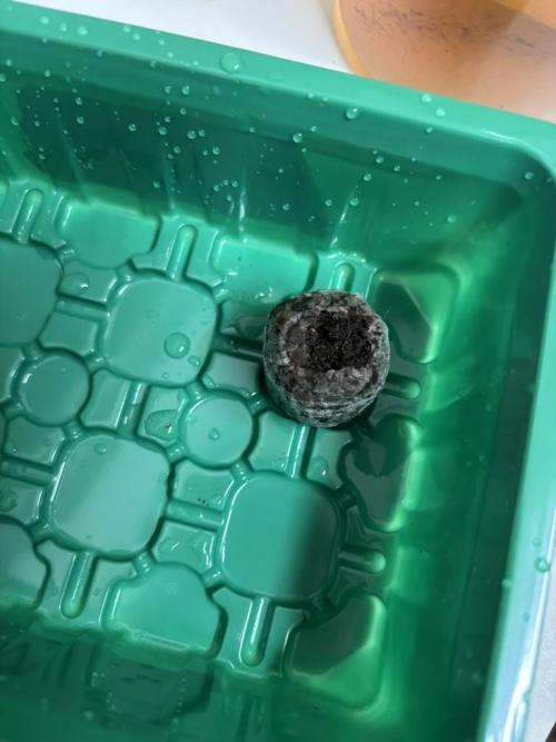 The second grow, winter is coming. Week 0