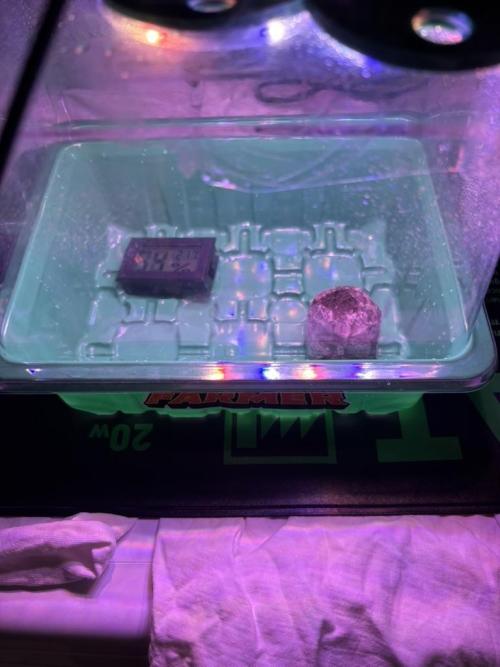 The second grow, winter is coming. Week 0