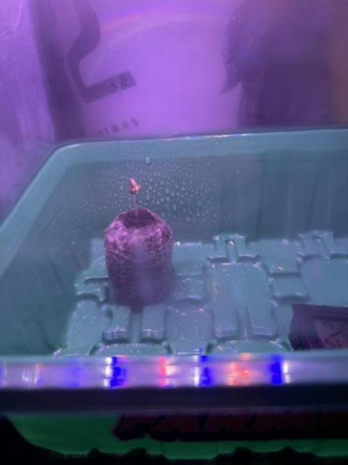 The second grow, winter is coming. Week 0