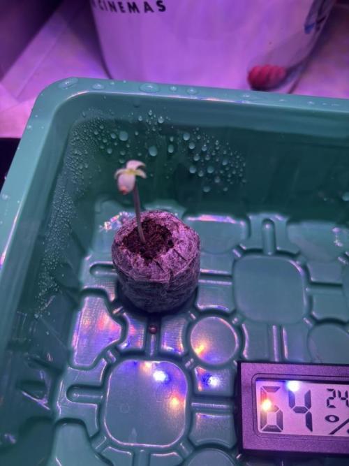 The second grow, winter is coming. Week 0