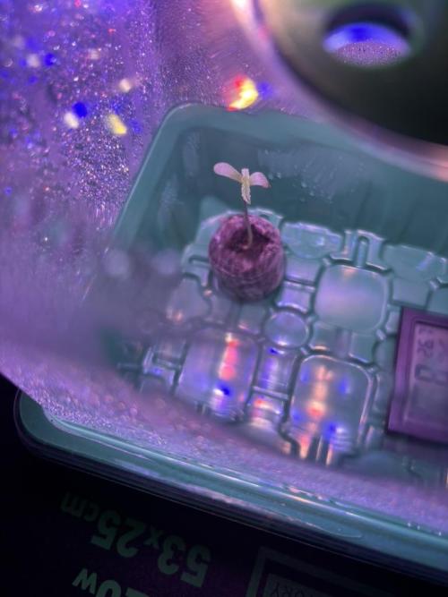 The second grow, winter is coming. Week 0