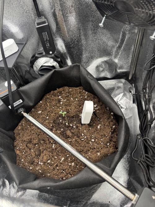 The second grow, winter is coming. Week 0