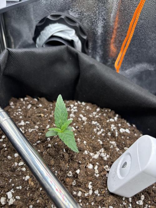 The second grow, winter is coming. Week 1