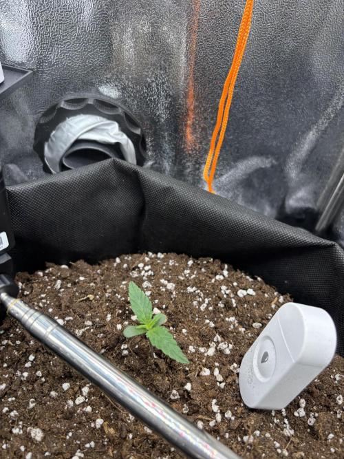 The second grow, winter is coming. Week 1