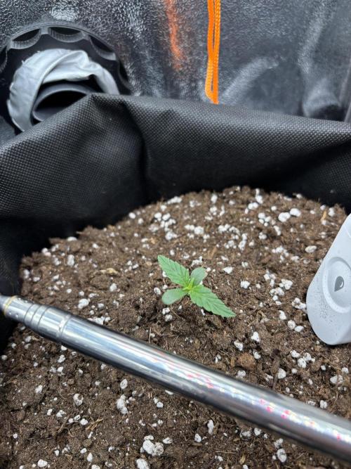 The second grow, winter is coming. Week 1