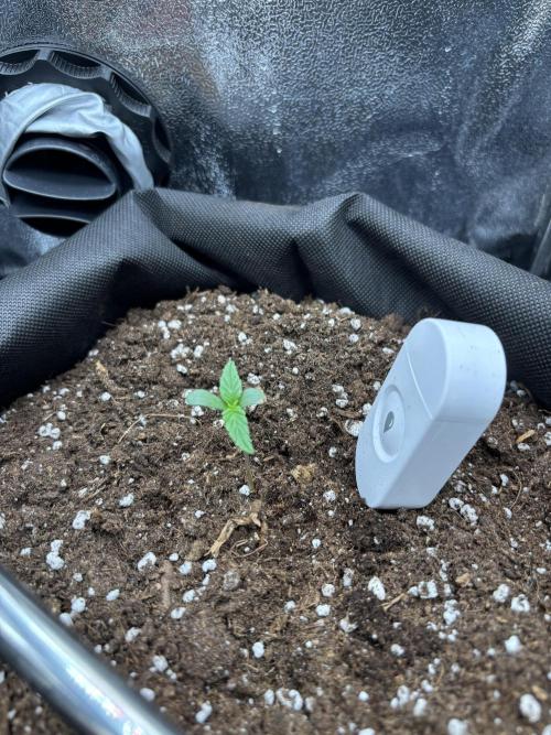 The second grow, winter is coming. Week 1