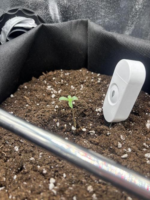 The second grow, winter is coming. Week 1