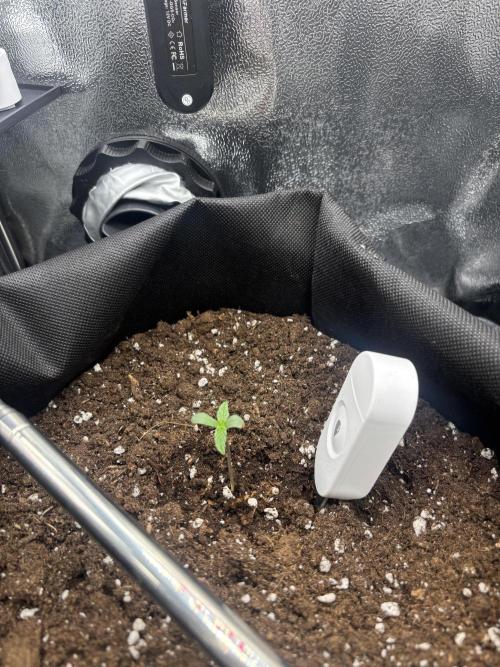 The second grow, winter is coming. Week 1