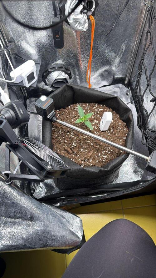 The second grow, winter is coming. Week 1