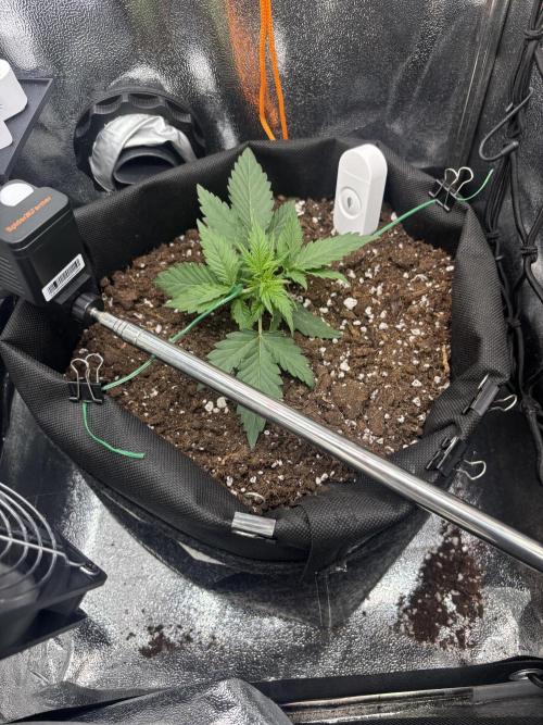 The second grow, winter is coming. Week 2