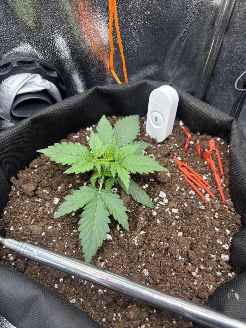 The second grow, winter is coming. Week 2