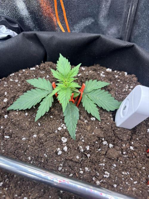 The second grow, winter is coming. Week 2