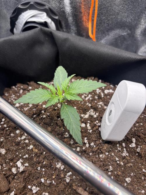 The second grow, winter is coming. Week 2