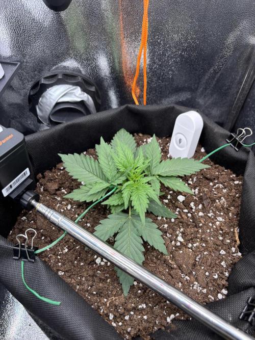 The second grow, winter is coming. Week 3