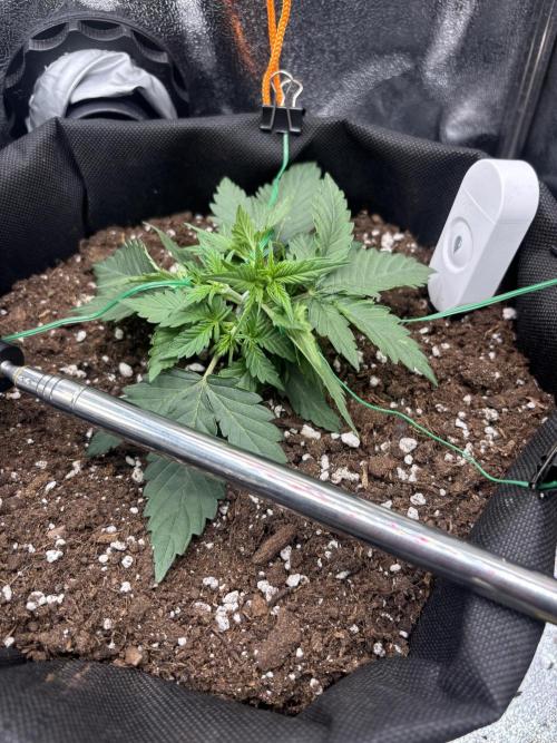 The second grow, winter is coming. Week 3