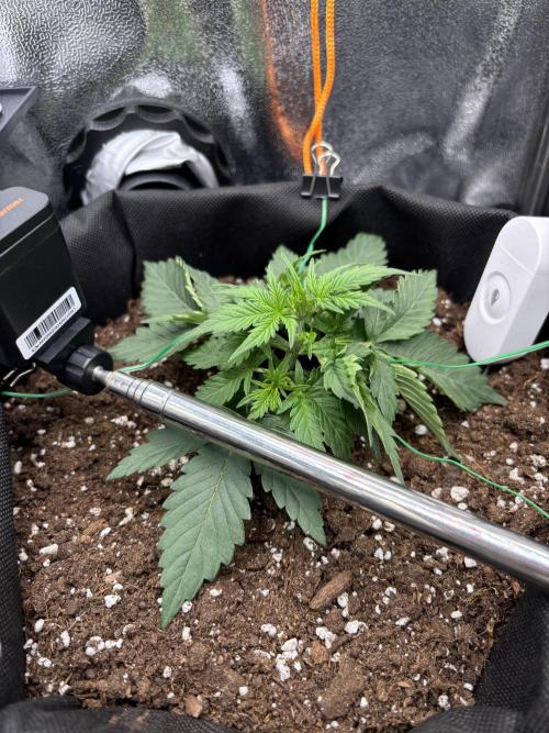 The second grow, winter is coming. Week 3