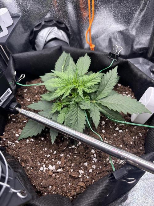 The second grow, winter is coming. Week 3