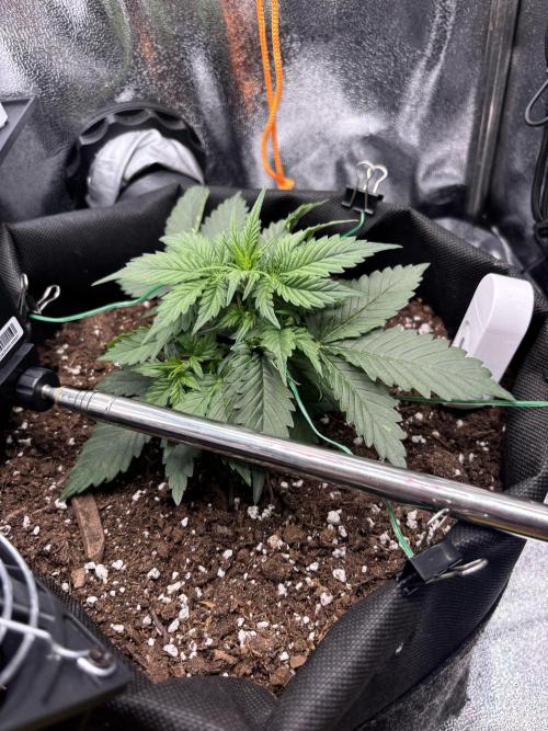 The second grow, winter is coming. Week 3