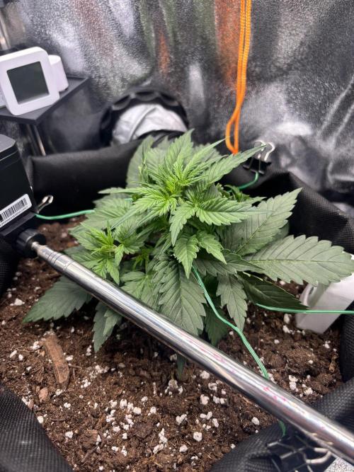 The second grow, winter is coming. Week 3