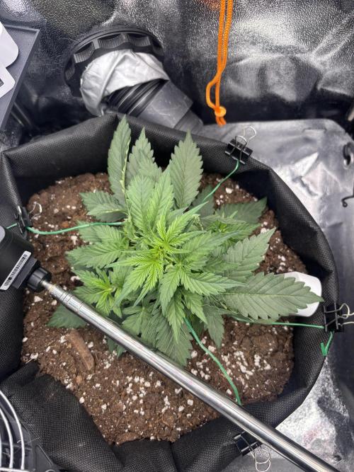 The second grow, winter is coming. Week 3