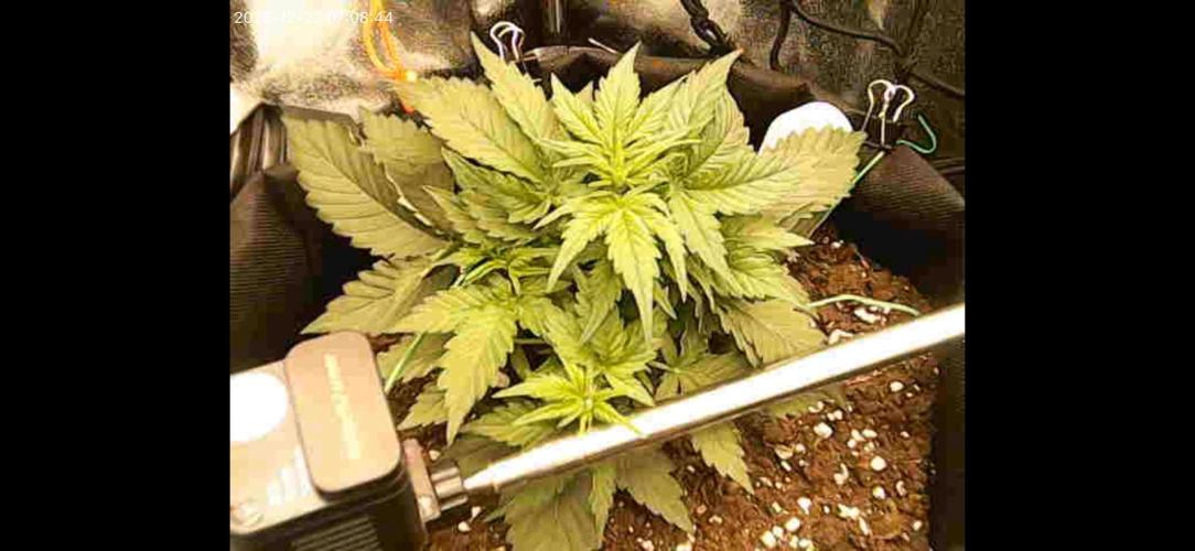 The second grow, winter is coming. Week 3