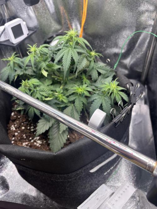 The second grow, winter is coming. Week 4