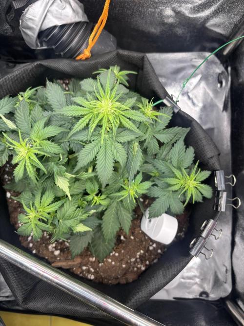 The second grow, winter is coming. Week 4