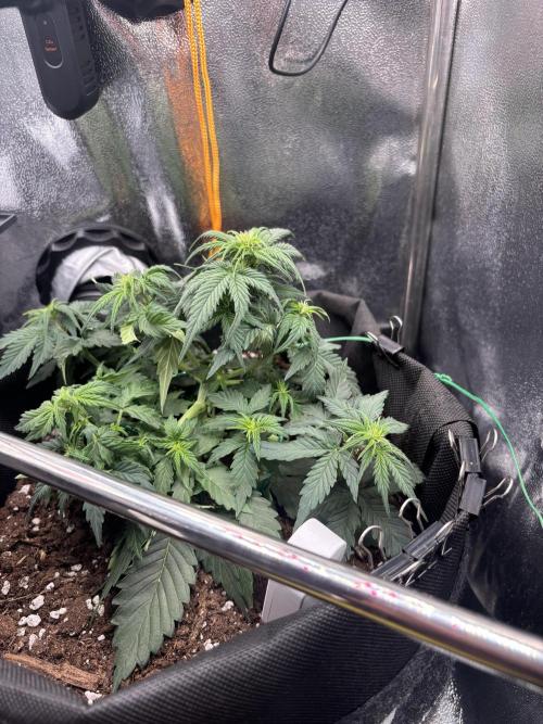 The second grow, winter is coming. Week 4